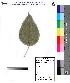  (Mallotus philippinensis - DNAFR000095)  @11 [ ] Copyright (2012) Unspecified Gujarat State Biotechnology Mission