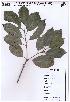  ( - DNAFR000145)  @11 [ ] Copyright (2016) Gujarat Biodiversity Gene Bank, GSBTM, DST, GoG Gujarat Biodiversity Gene Bank, GSBTM, DST, GoG