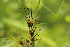  ( - DNAFR001405)  @11 [ ] Copyright (2016) Gujarat Biodiversity Gene Bank, GSBTM, DST, GoG Gujarat Biodiversity Gene Bank, GSBTM, DST, GoG