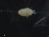  (Microtydeus - 16711-A05)  @12 [ ] CreativeCommons - Attribution (2010) David Porco Centre for Biodiversity Genomics