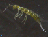  ( - 12038-A07)  @14 [ ] CreativeCommons - Attribution (2010) David Porco Centre for Biodiversity Genomics