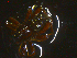  ( - 11239-A08)  @12 [ ] CreativeCommons - Attribution Non-Commercial Share-Alike (2011) Thibaud Decaens ECODIV