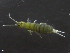  ( - 12038-A08)  @14 [ ] CreativeCommons - Attribution (2010) David Porco Centre for Biodiversity Genomics