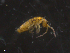 (Heteromurus major L2 - 11982-A11)  @11 [ ] CreativeCommons - Attribution (2010) David Porco Centre for Biodiversity Genomics