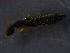 ( - 11243-B03)  @12 [ ] CreativeCommons - Attribution Non-Commercial Share-Alike (2011) Thibaud Decaens ECODIV