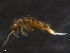  ( - 12038-B12)  @11 [ ] CreativeCommons - Attribution (2010) David Porco Centre for Biodiversity Genomics