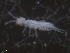  ( - 16711-B12)  @14 [ ] CreativeCommons - Attribution (2010) David Porco Centre for Biodiversity Genomics