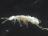  (Isotomiella - 16709-D05)  @14 [ ] CreativeCommons - Attribution (2010) David Porco Centre for Biodiversity Genomics