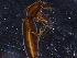  ( - 11242-F11)  @12 [ ] CreativeCommons - Attribution Non-Commercial Share-Alike (2011) Thibaud Decaens Universite de Rouen laboratoire ECODIV