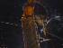  ( - 11242-G03)  @12 [ ] CreativeCommons - Attribution Non-Commercial Share-Alike (2011) Thibaud Decaens Universite de Rouen laboratoire ECODIV