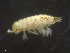  ( - 12041-H11)  @13 [ ] CreativeCommons - Attribution (2010) David Porco Centre for Biodiversity Genomics
