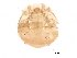  (Scutacarus - BIOUG23546-D02)  @13 [ ] CreativeCommons - Attribution (2015) CBG Photography Group Centre for Biodiversity Genomics