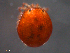  ( - BIOUG23252-B10)  @12 [ ] CreativeCommons - Attribution (2015) CBG Photography Group Centre for Biodiversity Genomics