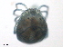  ( - BIOUG27038-G04)  @11 [ ] CreativeCommons - Attribution (2016) CBG Photography Group Centre for Biodiversity Genomics