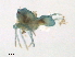  ( - BIOUG27038-H11)  @11 [ ] CreativeCommons - Attribution (2016) CBG Photography Group Centre for Biodiversity Genomics