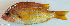  ( - P010040942)  @11 [ ] CreativeCommons Attribution ShareAlike (2021) Institut Halieutique et des Sciences Marines Institut Halieutique et des Sciences Marines