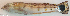  ( - P010121071)  @11 [ ] CreativeCommons Attribution ShareAlike (2021) Institut Halieutique et des Sciences Marines Institut Halieutique et des Sciences Marines