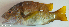  ( - P010181223)  @11 [ ] CreativeCommons Attribution ShareAlike (2021) Institut Halieutique et des Sciences Marines Institut Halieutique et des Sciences Marines