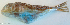  ( - P010301652)  @11 [ ] CreativeCommons Attribution ShareAlike (2021) Institut Halieutique et des Sciences Marines Institut Halieutique et des Sciences Marines