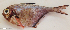  ( - P07100996)  @11 [ ] CreativeCommons Attribution ShareAlike (2021) Institut Halieutique et des Sciences Marines Institut Halieutique et des Sciences Marines