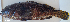  ( - P07141196)  @11 [ ] CreativeCommons Attribution ShareAlike (2021) Institut Halieutique et des Sciences Marines Institut Halieutique et des Sciences Marines