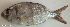  ( - P07141225)  @11 [ ] CreativeCommons Attribution ShareAlike (2021) Institut Halieutique et des Sciences Marines Institut Halieutique et des Sciences Marines