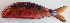  ( - P07141262)  @11 [ ] CreativeCommons Attribution ShareAlike (2021) Institut Halieutique et des Sciences Marines Institut Halieutique et des Sciences Marines