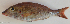  ( - P07271709)  @11 [ ] CreativeCommons Attribution ShareAlike (2021) Institut Halieutique et des Sciences Marines Institut Halieutique et des Sciences Marines