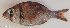 ( - P07271725)  @11 [ ] CreativeCommons Attribution ShareAlike (2021) Institut Halieutique et des Sciences Marines Institut Halieutique et des Sciences Marines
