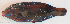  ( - P08022146)  @11 [ ] CreativeCommons Attribution ShareAlike (2021) Institut Halieutique et des Sciences Marines Institut Halieutique et des Sciences Marines