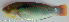  ( - P08240227)  @11 [ ] CreativeCommons Attribution ShareAlike (2021) Institut Halieutique et des Sciences Marines Institut Halieutique et des Sciences Marines