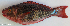 ( - P09050441)  @11 [ ] CreativeCommons Attribution ShareAlike (2021) Institut Halieutique et des Sciences Marines Institut Halieutique et des Sciences Marines