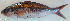  ( - P09140728)  @11 [ ] CreativeCommons Attribution ShareAlike (2021) Institut Halieutique et des Sciences Marines Institut Halieutique et des Sciences Marines