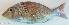  ( - P09140739)  @11 [ ] CreativeCommons Attribution ShareAlike (2021) Institut Halieutique et des Sciences Marines Institut Halieutique et des Sciences Marines