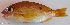  ( - P09190779)  @11 [ ] CreativeCommons Attribution ShareAlike (2021) Institut Halieutique et des Sciences Marines Institut Halieutique et des Sciences Marines
