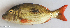  ( - P1090995)  @11 [ ] CreativeCommons Attribution ShareAlike (2021) Institut Halieutique et des Sciences Marines Institut Halieutique et des Sciences Marines