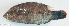  ( - P1101037)  @11 [ ] CreativeCommons Attribution ShareAlike (2021) Institut Halieutique et des Sciences Marines Institut Halieutique et des Sciences Marines