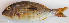  ( - P1101105)  @11 [ ] CreativeCommons Attribution ShareAlike (2021) Institut Halieutique et des Sciences Marines Institut Halieutique et des Sciences Marines