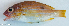  ( - P1101119)  @11 [ ] CreativeCommons Attribution ShareAlike (2021) Institut Halieutique et des Sciences Marines Institut Halieutique et des Sciences Marines