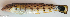 ( - P11202233)  @11 [ ] CreativeCommons Attribution ShareAlike (2021) Institut Halieutique et des Sciences Marines Institut Halieutique et des Sciences Marines