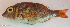  ( - P11222448)  @11 [ ] CreativeCommons Attribution ShareAlike (2021) Institut Halieutique et des Sciences Marines Institut Halieutique et des Sciences Marines