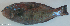  ( - P11272501)  @11 [ ] CreativeCommons Attribution ShareAlike (2021) Institut Halieutique et des Sciences Marines Institut Halieutique et des Sciences Marines