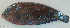  ( - P11272503)  @11 [ ] CreativeCommons Attribution ShareAlike (2021) Institut Halieutique et des Sciences Marines Institut Halieutique et des Sciences Marines