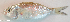  ( - P12070222)  @11 [ ] CreativeCommons Attribution ShareAlike (2021) Institut Halieutique et des Sciences Marines Institut Halieutique et des Sciences Marines