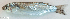  ( - P12070227)  @11 [ ] CreativeCommons Attribution ShareAlike (2021) Institut Halieutique et des Sciences Marines Institut Halieutique et des Sciences Marines
