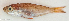  ( - P12260588)  @11 [ ] CreativeCommons Attribution ShareAlike (2021) Institut Halieutique et des Sciences Marines Institut Halieutique et des Sciences Marines
