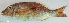  ( - P12260603)  @11 [ ] CreativeCommons Attribution ShareAlike (2021) Institut Halieutique et des Sciences Marines Institut Halieutique et des Sciences Marines