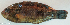  ( - P12260611)  @11 [ ] CreativeCommons Attribution ShareAlike (2021) Institut Halieutique et des Sciences Marines Institut Halieutique et des Sciences Marines