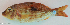  ( - P12260662)  @11 [ ] CreativeCommons Attribution ShareAlike (2021) Institut Halieutique et des Sciences Marines Institut Halieutique et des Sciences Marines