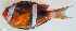  ( - P12260747)  @11 [ ] CreativeCommons Attribution ShareAlike (2021) Institut Halieutique et des Sciences Marines Institut Halieutique et des Sciences Marines